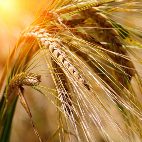 The Negative Effects of Pesticides on Children